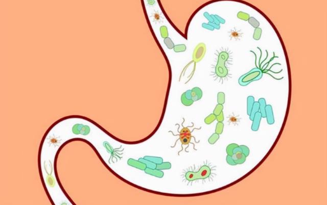 红薯减肥还是增肥（红薯怎么吃才能有效减肥）