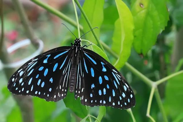 5亿只蝴蝶 - 淘金网