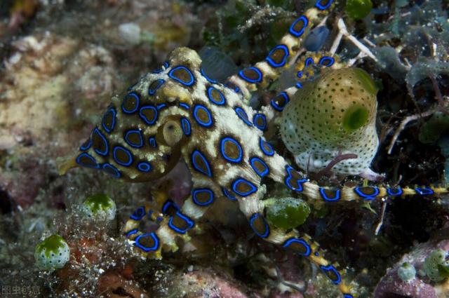 比眼鏡蛇毒50倍 藍環章魚的毒性爲何這麽強 被它咬一口會死嗎 Zh中文網