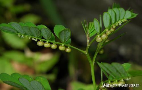 珍珠草 珍珠草（珍珠草的功效与作用） 生活