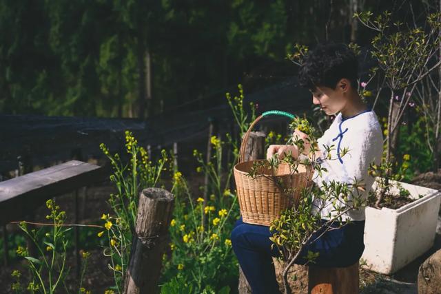 水菊 水菊（蓝色水菊图片） 生活