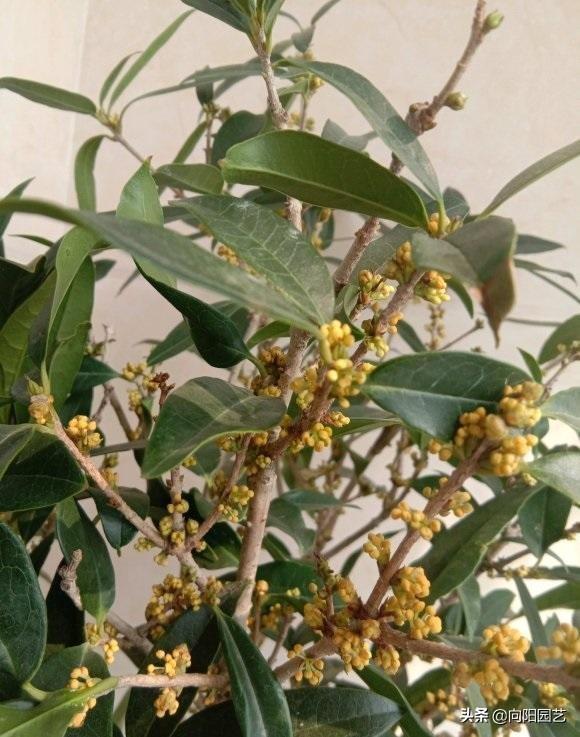 桂花树几月开花 桂花树几月开花（桂花树生长速度） 生活