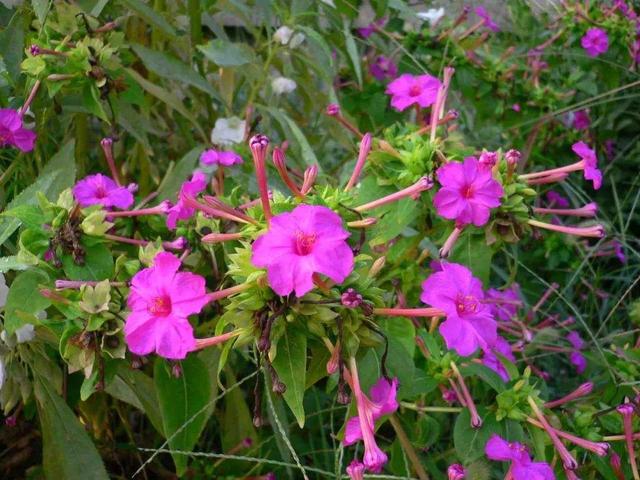 地雷花