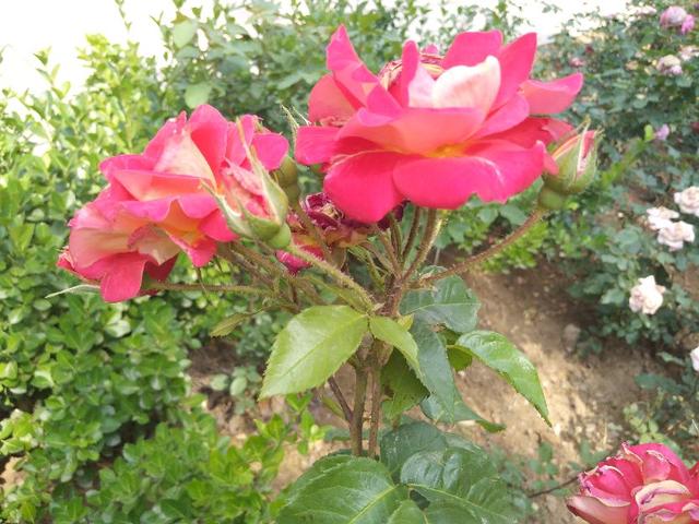 老年人饮食营养合理搭配，有利于延年益寿