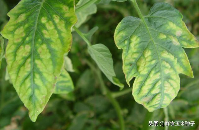 茄瓜果类蔬菜夏季高温期常见生理性障碍及防治措施1