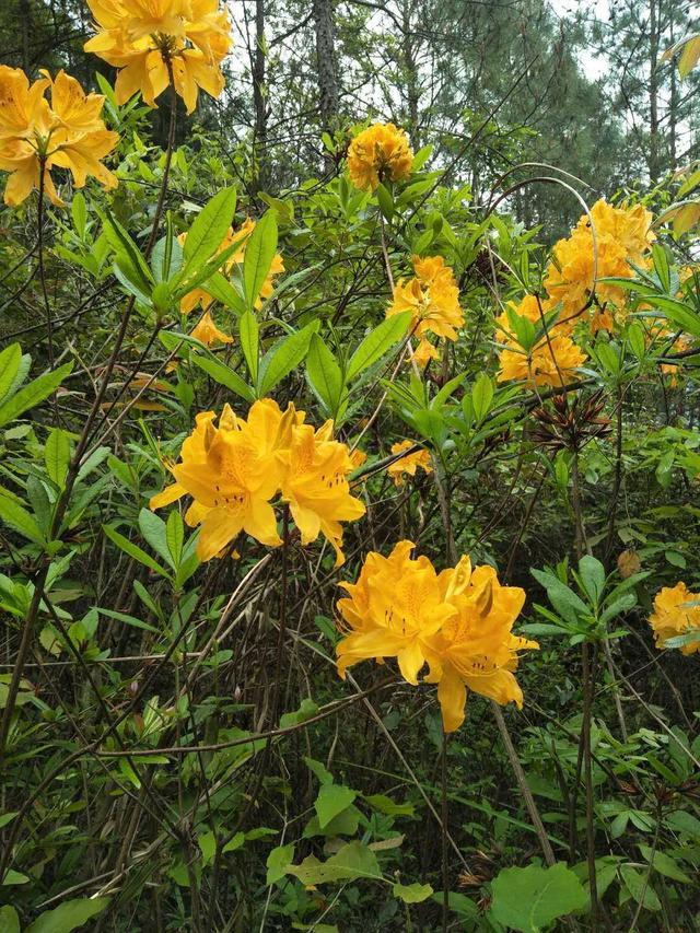 杜鹃花有毒