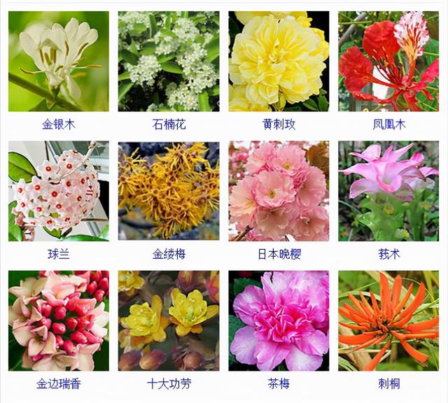观花植物 观花植物（木本观花植物） 生活