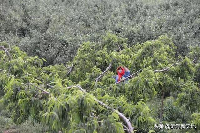 人间最美四月天，沂源黄金桃子穿上“防护服”2