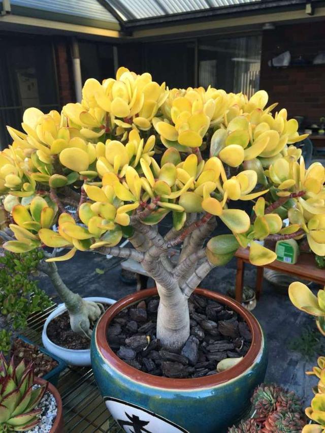 家里最旺财的十种花 家里最旺财的十种花（兰花） 生活