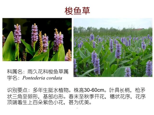 水生植物种类 水生植物种类（水生植物100种） 生活