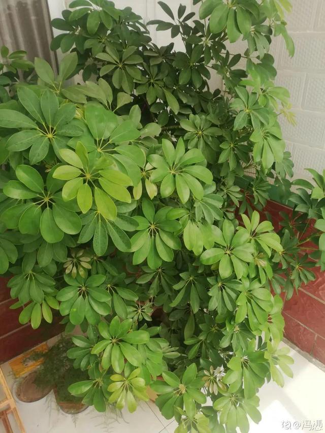 绿宝树