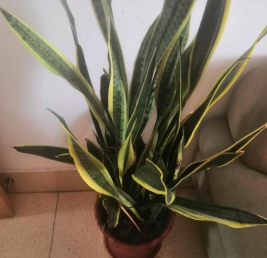 厚脸皮植物 厚脸皮植物，厚脸皮植物怎么修剪 生活