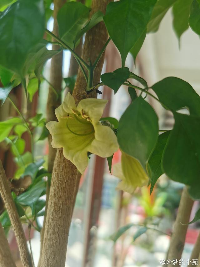 芦荟开花 芦荟开花（芦荟开花图片） 生活