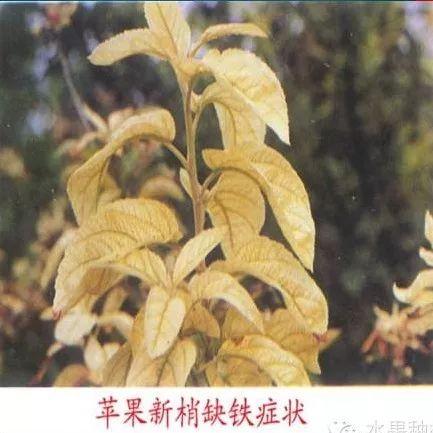 苹果树常见8种缺素症的表现及防治（图文版）14