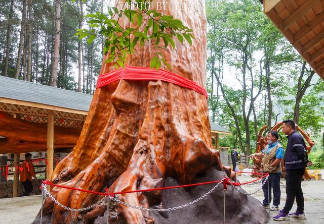 全球最大的金絲楠木，樹齡達4300年，可惜渡劫失敗，今成無價之寶