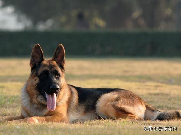 牧羊犬视频 牧羊犬视频（东德牧羊犬视频） 动物