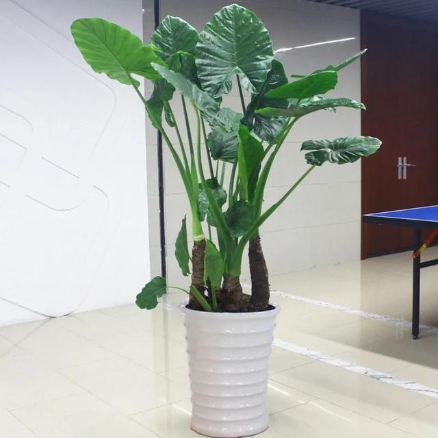滴水观音花