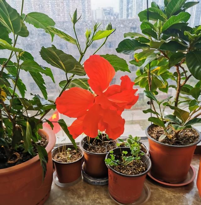 扶桑花怎么养 扶桑花怎么养（扶桑花怎么剪枝视频） 生活