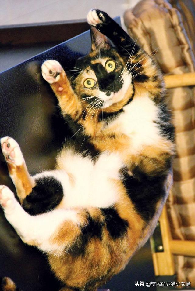 蝴蝶猫是什么品种图片,蝴蝶猫 品种