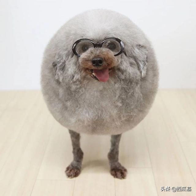 贵宾犬的造型 贵宾犬的造型