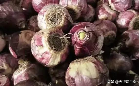 风信子水培方法