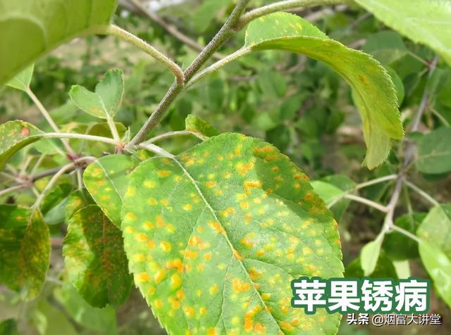 入夏雨水频繁 打好苹果套袋前第三遍药