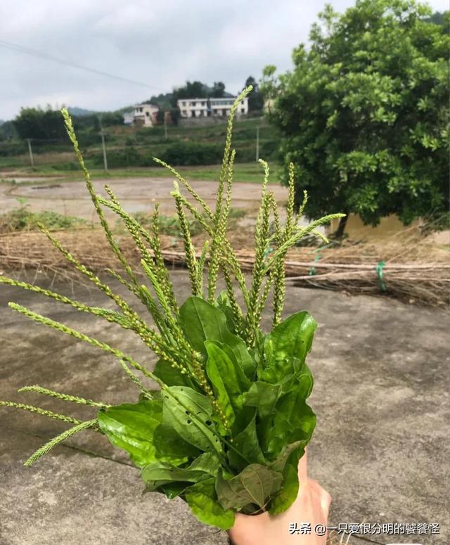 七星草的功效与作用,七星草的功效与作用(七星草都能治什么病)