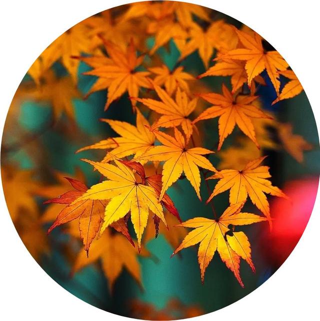 微信头像,秋天最迷人的景色,足足40张-站库网