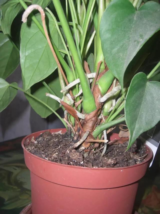 红掌的养护方法