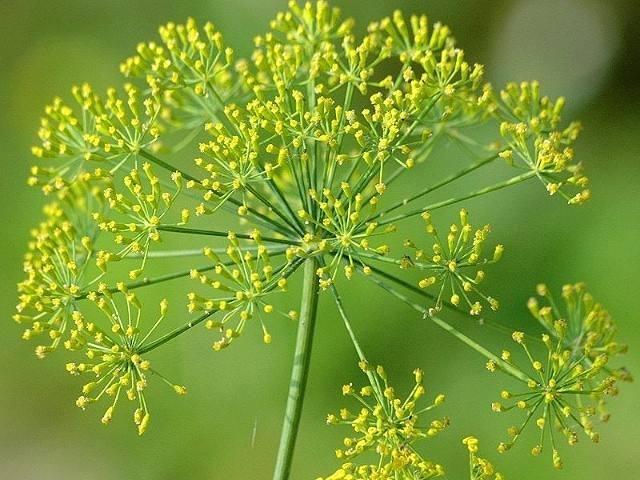 迷迭香的花语