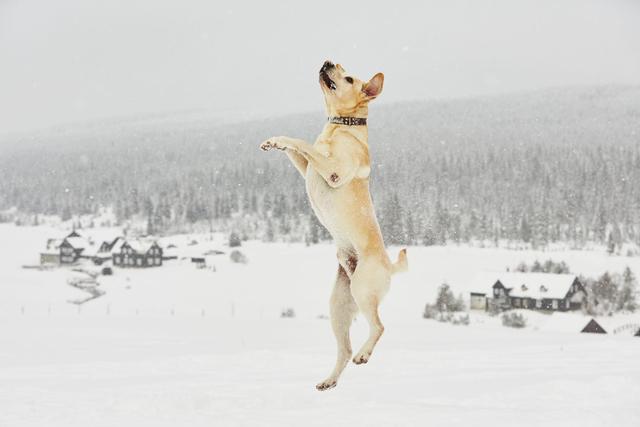 拉布拉多猎犬