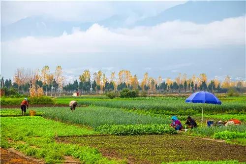 除草剂什么时候打最好？天气变化很关键！5