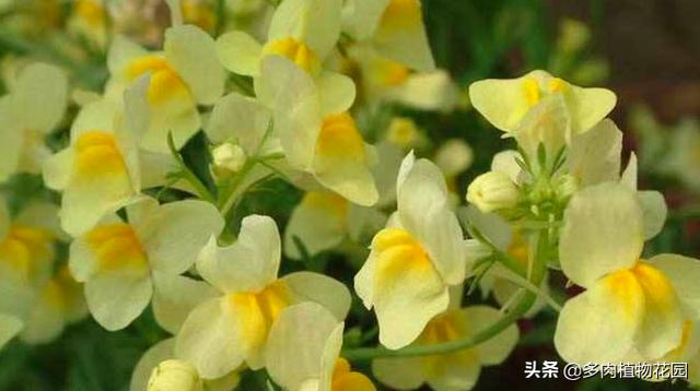 金鱼草花期 金鱼草花期（金鱼草花期多长） 生活