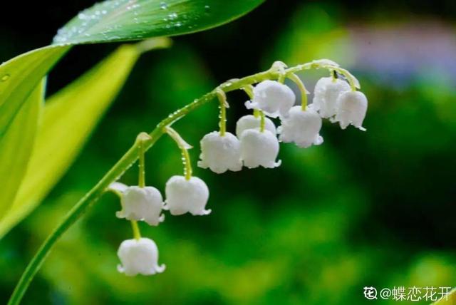 铃兰花图片 铃兰花图片（铃兰花图片简笔画） 生活