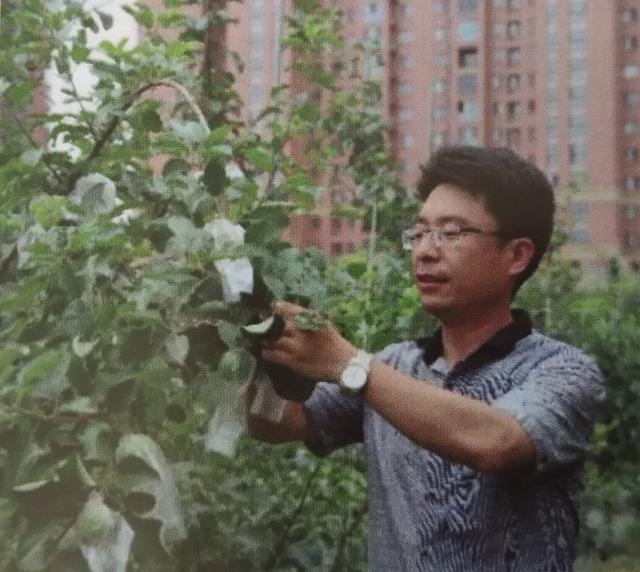 苹果免套袋栽培时机到了吗？