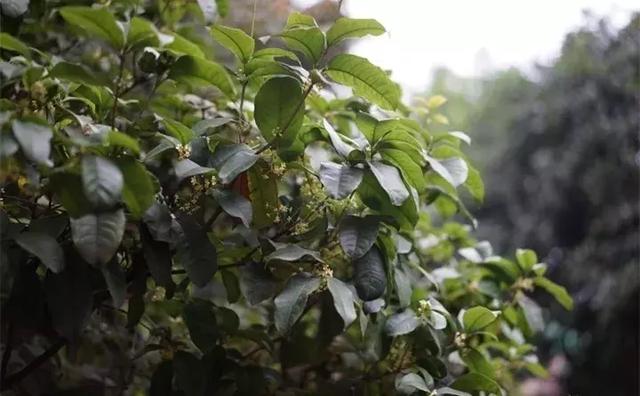 木本植物