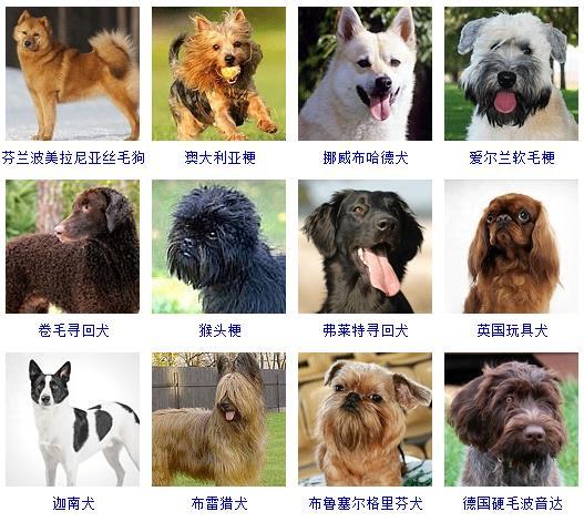 狗的品种大全 狗的品种大全（狗的品种大全及图片） 动物
