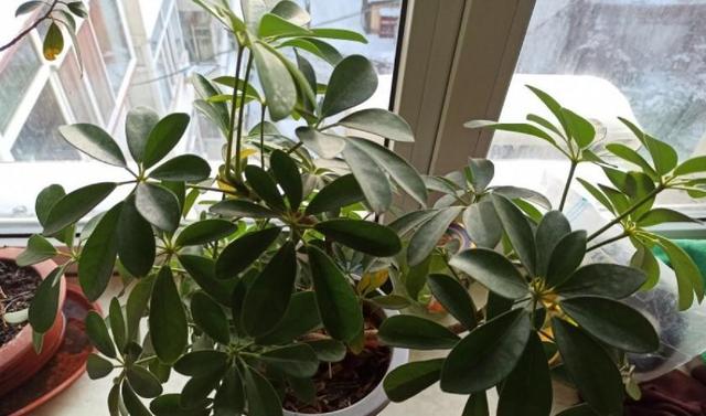 鹅掌柴 鹅掌柴（鹅掌柴种植密度） 生活