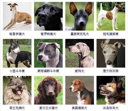 【名犬介绍】最齐全的狗狗品种大全,带图片记得收藏