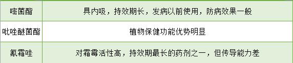 治葡萄霜霉病用什么药？搞清楚保护剂和治疗剂再说！内附用药浓度5