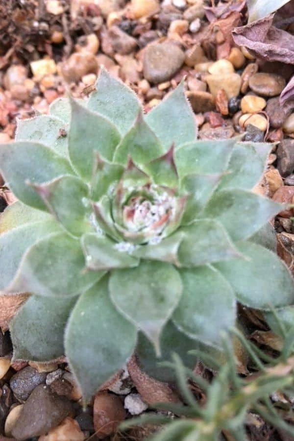 长生草 长生草（长生草的养殖方法和注意事项） 生活
