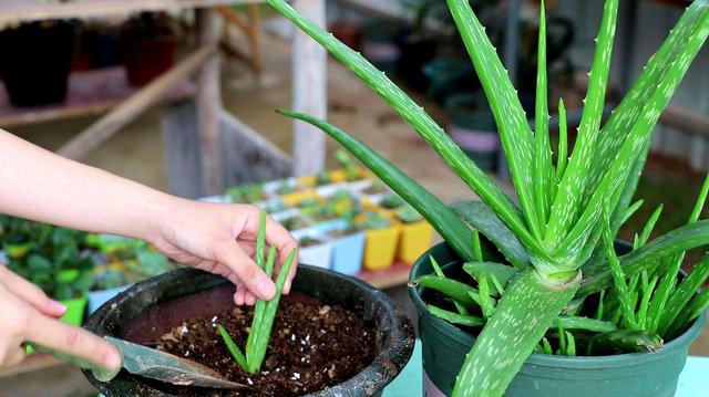 库拉索芦荟 库拉索芦荟（库拉索芦荟叶汁） 生活
