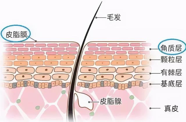表皮中角化细胞为什么不透水