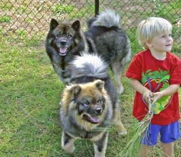 中国福犬