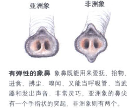 大象的寿命（大象的寿命比骆驼长多少年）