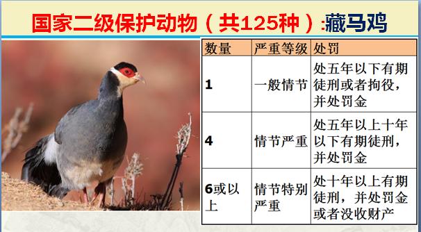 国家二级保护动物