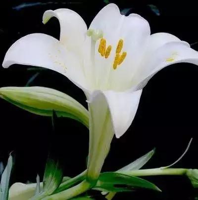 50种浪漫鲜花花语大全 50种浪漫鲜花花语大全（50种浪漫鲜花花语大全图片） 生活