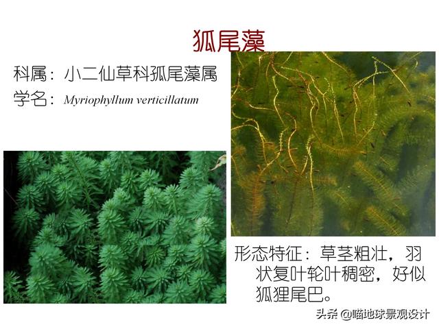 常见水生植物