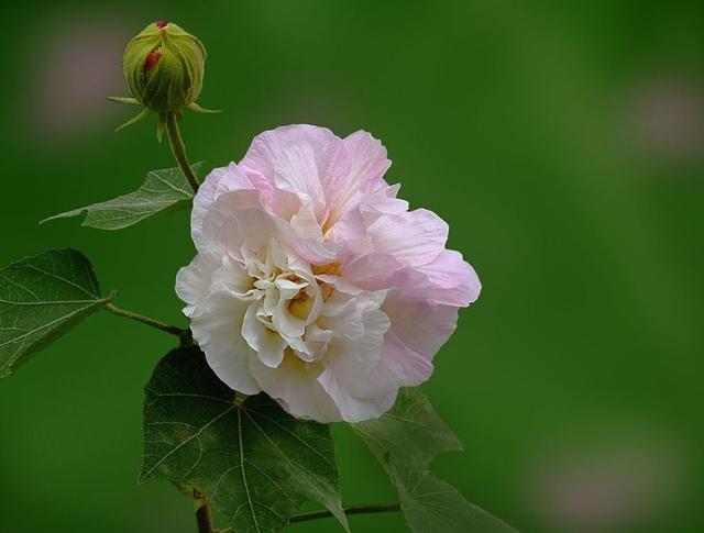 芙蓉花有几种