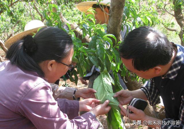 甲维盐和阿维菌素哪个杀虫效果更好？同样的药物价格、效果差在哪6